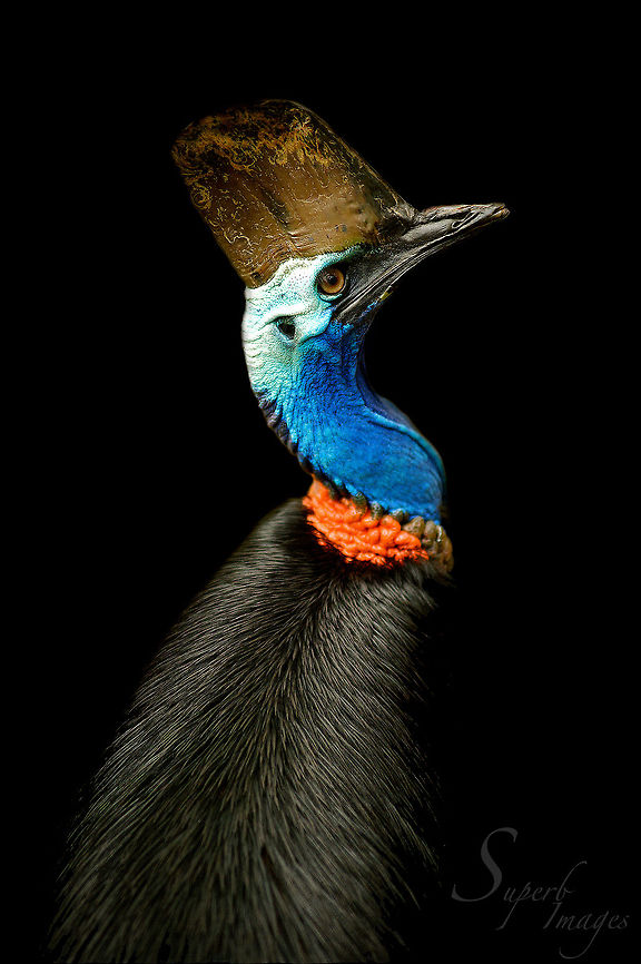 Dark Rarity Casuarius casuarius <br />
Better known as the Southern Cassowary is a very rare member of Ratite group (Emus, Ostrich, Moa, etc) with only about 2000 left in the rainforests of North Queensland. Their numbers continue to decrease due to habitat destruction.<br />
<br />
Camera: Nikon D700<br />
Lens: Nikkor 80-200mm f2.8 @f2.8<br />
Shutter: 1/1000s Australia,Casuarius casuarius,Geotagged,Southern Cassowary,bird,cassowary,color,colour,dark,queensland,rainforest,ratite,southern cassowary,tropical