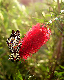 Butterflies on Callistemon Do you know what species these butterflies belong to? I photographed them a few years ago in a garden in Western Queensland and haven't been able to find out their name since. They are seen here on a Bottlebrush flower (Callistemon viminalis).

Nikon D700
Nikkor 50mm f1.8
 Australia,Callistemon viminalis,Geotagged,Papilio demoleus,Weeping Bottlebrush,bottlebrush,butterfly,callistemon,flight,flower,insect