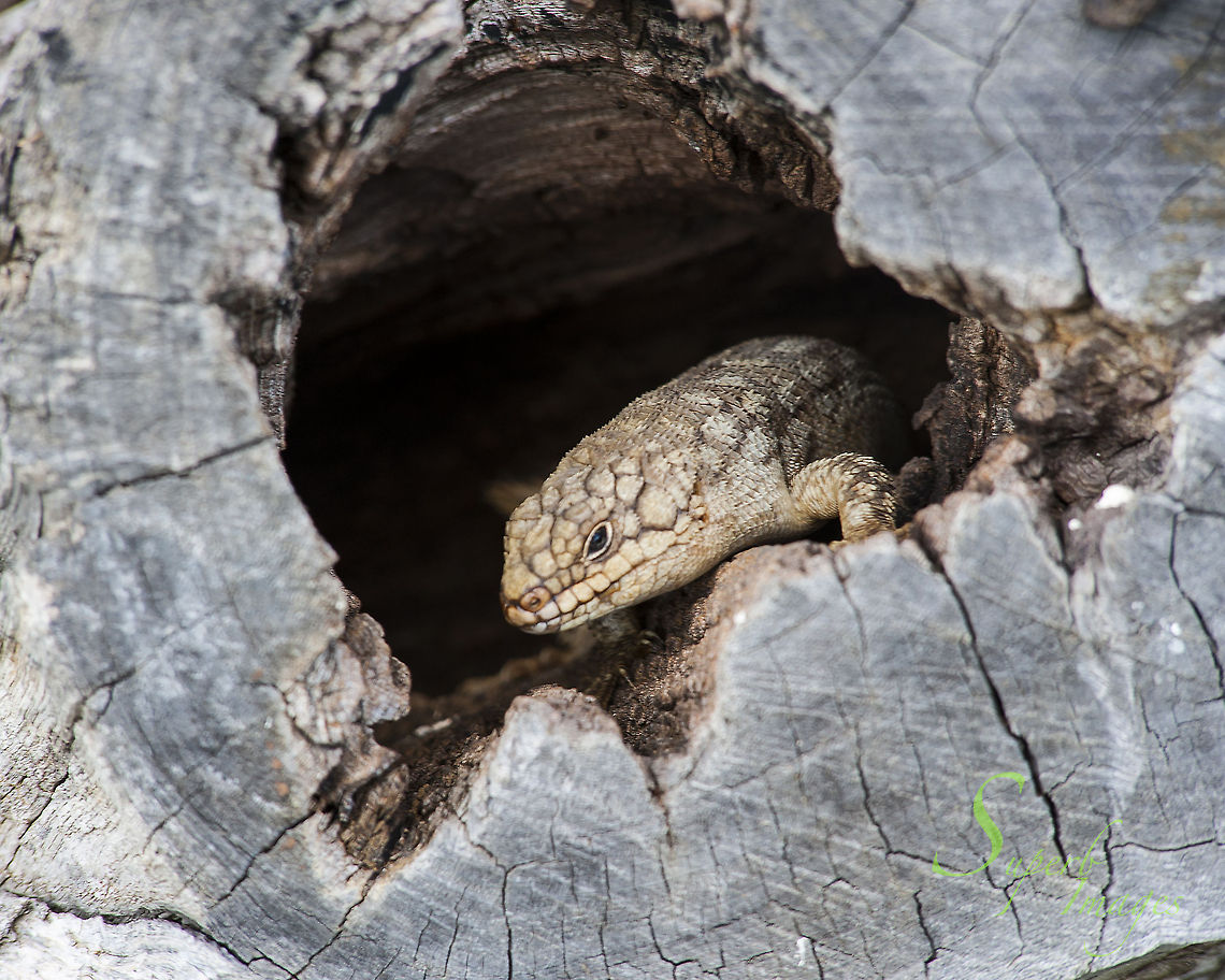 Gidyea Skink Egernia stokesii, or Gidgee (also Gidyea) Skink, is a rare and shy skink, living in the various arid and semi-arid zones of northern Australia. It finds shelter in hollows of tree and logs and under rocks etc. It is a gregarious animal who is often found living in family groups. It's shy nature and the remote areas it inhabits mean it is rarely seen.<br />
<br />
Nikon D700<br />
Nikkor 50mm f1.8 Closeup,Egernia,Egernia stokesii,Gidgee skink,Gidyea Skink,australia,lizard,outback,reptile,shy,skink