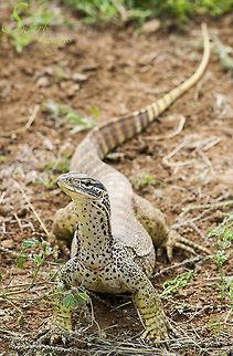 Sand Goanna Varanus gouldii, Gould's Monitor or Sand Goanna, is a very common inhabitant of the downs country of Western Queensland. Famous for their bold, almost arrogant disposition.

Nikon D700
Nikkor 80-200mm f2.8 Australia,Geotagged,Sand goanna,Varanus gouldii