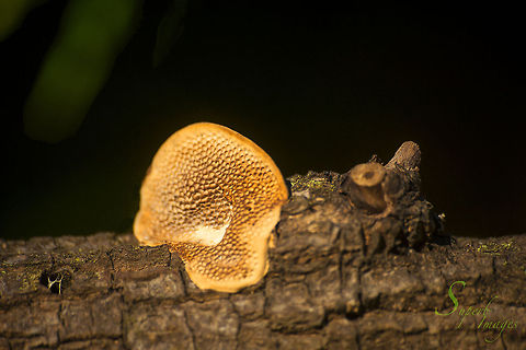 Hexagonia tenuis Bracket style fungi growing on a mango tree (Magnifera indica) branch Australia,Hexagonia tenuis,Magnifera indica,bracket fungi,central queensland,fungus,mango