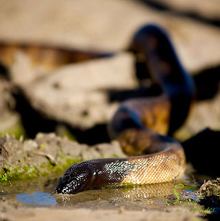 Black-headed Python Drinking Aspidites melanocephalus, or Black-headed Python is a common snake of Western Queensland. It does not have a typical python's head and is often misidentified as venomous. They are well known for their ability to keep venomous snakes at bay - by eating them. While not overly shy, it was a huge privilege to watch one drink from a puddle like this (I was only about six feet away!).

Nikon D700
Nikkor 80-200mm f2.8 Aspidites melanocephalus,Australia,Black-headed Python,Drinking,Geotagged,Outback,snakes