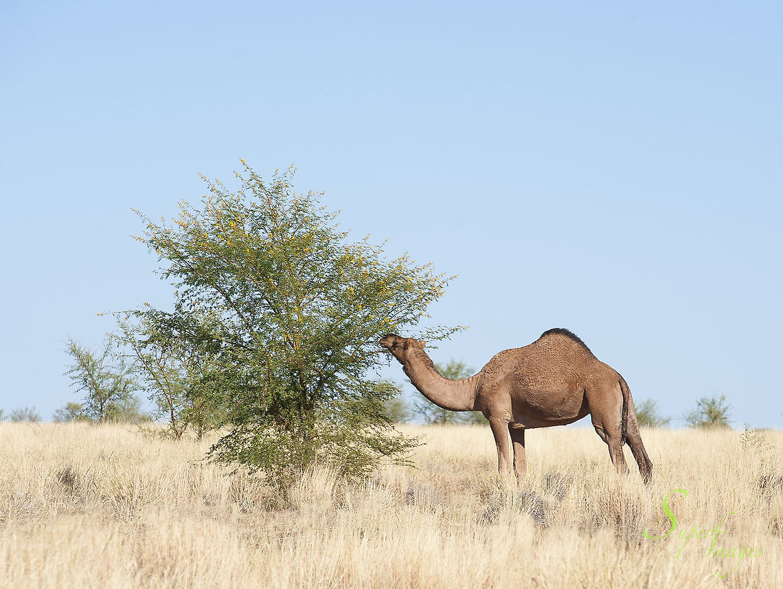 Prickly Acacia eaten by Dromedary Camel Prickly Acacia (Vachellia nilotica subsp. indic a), is native to the Asian Subcontinent but was introduced to Australia, especially the open downs country of Western Queensland in the 1950s for shade and fodder. It soon became a noxious weed with a strangle hold on many areas. Camels have been implemented in some areas to browse and beat the thorny pest into submission. Australia has the largest population of wild camels in the world. Australia,Geotagged,Vachellia nilotica,Vachellia nilotica subsp. indica,Western Queensland,acacia,camel,prickly acacia