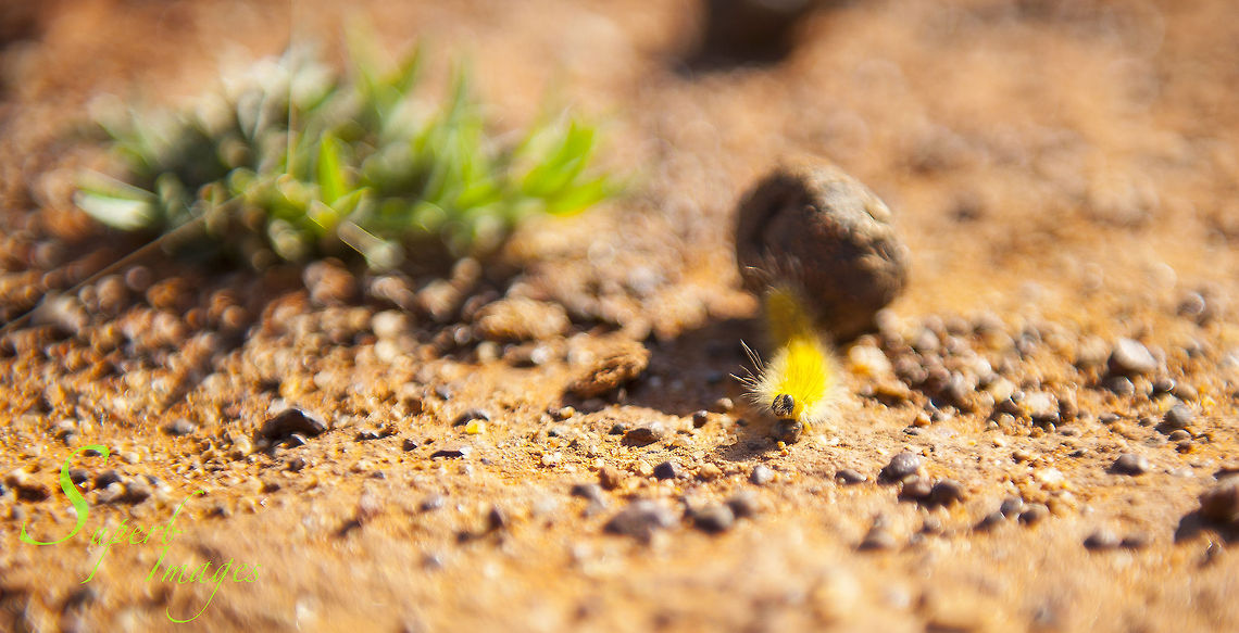Caterpillar on the move Unknown caterpillar, found here in the desert Uplands of Central Queensland.<br />
<br />
Nikon D700<br />
Nikon 24-70mm f2.8 @ 70mm Australia,Geotagged,Queensland,caterpillar,desert,grub,insect,unknown