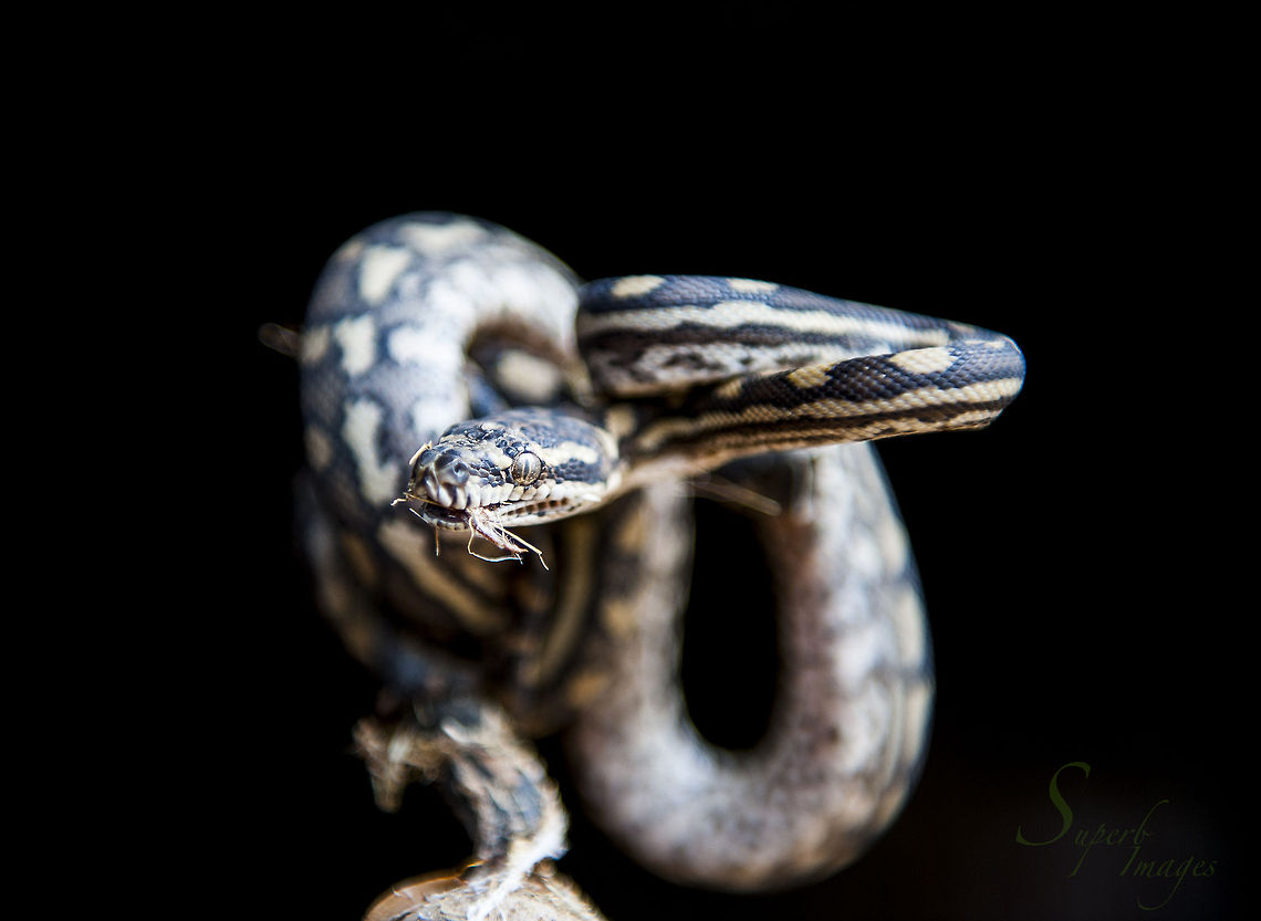 Morelia spilota mcdowelli A wild juvenile Coastal Carpet Python (Morelia spilota mcdowelli) coiled and wary, ready to strike. They are a very common snake in the coastal regions of Eastern Australia, often living in roofs while preying on rodents. They can be aggressive if provoked but generally prefer to leave, and be left, alone. This one had been messing about in the cobwebs of a shed, hence the jetsam around his mouth.<br />
<br />
Nikon D700<br />
Nikkor 24-70mm f2.8 @<br />
<br />
FL: 70mm<br />
Aperture: f/2.8 Australia,Coastal carpet python,Geotagged,Morelia spilota mcdowelli,Reptiles,Snakes,carpet snake,closeup,python