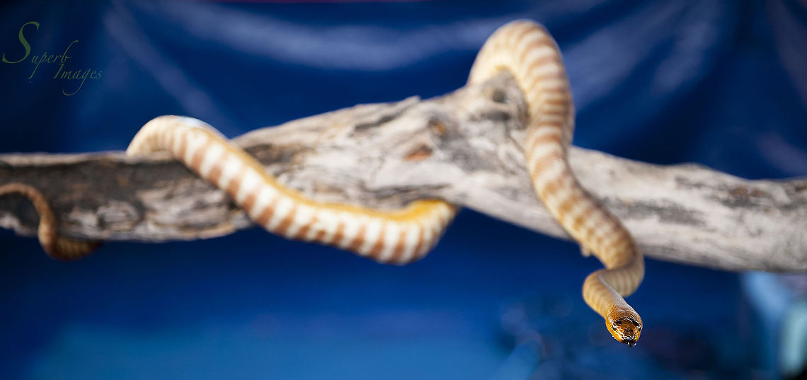 Woma Python Woma Python (Aspidites ramsayi) is a close relative of the Black-heade python (Aspidites melanocephalus), and resides in a broad band across Central Australia's desert interior. Like the black-headed python, it feeds on other snakes. This is why the Woma and Black-headed python do not carry the angular head synonymous with pythons generally. This is because they do not need thermal pits in their jaw line to detect heat from mammals.<br />
<br />
Unfortunately, this Woma is not wild, but in an educational display that travels around country shows, teaching people snake safety (pretty important in a country that is home to seventeen of the top twenty most venomous land snakes on the planet!).<br />
<br />
Nikon D700<br />
Nikkor 24-70mm f2.8 Aspidites ramsayi,Australia,Geotagged,Queensland,closeup,python,reptiles,snakes,stripes,woma