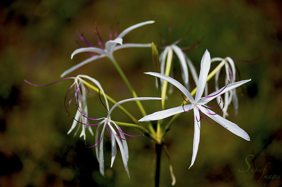 Bog Crinum Lilly Crinum augustiflorium is a highlight of a Western Queensland wet season. These beautiful lillies spring from the ground in boggy black soil, often beside watercourses. Their effect on the landscape is beautiful but fleeting.<br />
<br />
Nikon D700<br />
Nikkor 80-200mm f2.8 Australia,Bog Crinum Lilly,Crinum arenarium,Flora,Geotagged,australia,flowers,lilies,stamen,western queensland,wet season