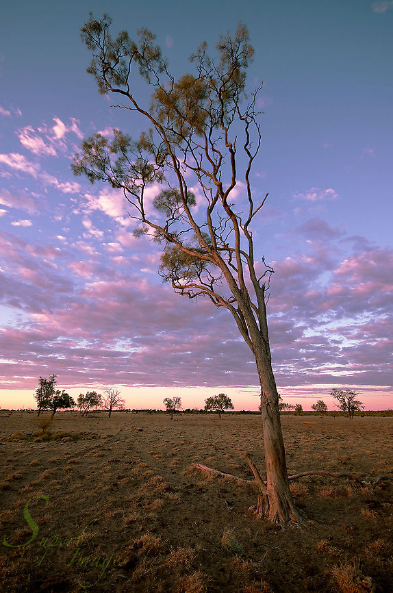 Boree at dusk A Boree tree (Acacia tephrina) reaches for the heavens as dusk falls on a Western Queensland cattle station.<br />
<br />
Nikon D70s<br />
Sigma 10-20mm Acacia tephrina,Australia,Boree tree,Geotagged,australia,boree,flora,outback,rainbow sunset,tree