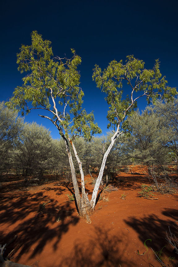 Ghost Gum surrounded by Mulga Ghost Gum (Corymbia aparrerinja) growing in the hard red country of Western Queensland&#039;s desert uplands, surrounded by Mulga trees (Acacia aneura). Ghost gums were recently re-categorised from the genus eucalyptus, to genus Corymbia. This change continues to be contested by many botanists.<br />
<br />
Nikon D70s<br />
Sigma 10-20mm Corymbia aparrerinja,australia,botanical,desert,ghost gum,gumtree,mulga,outback,queensland