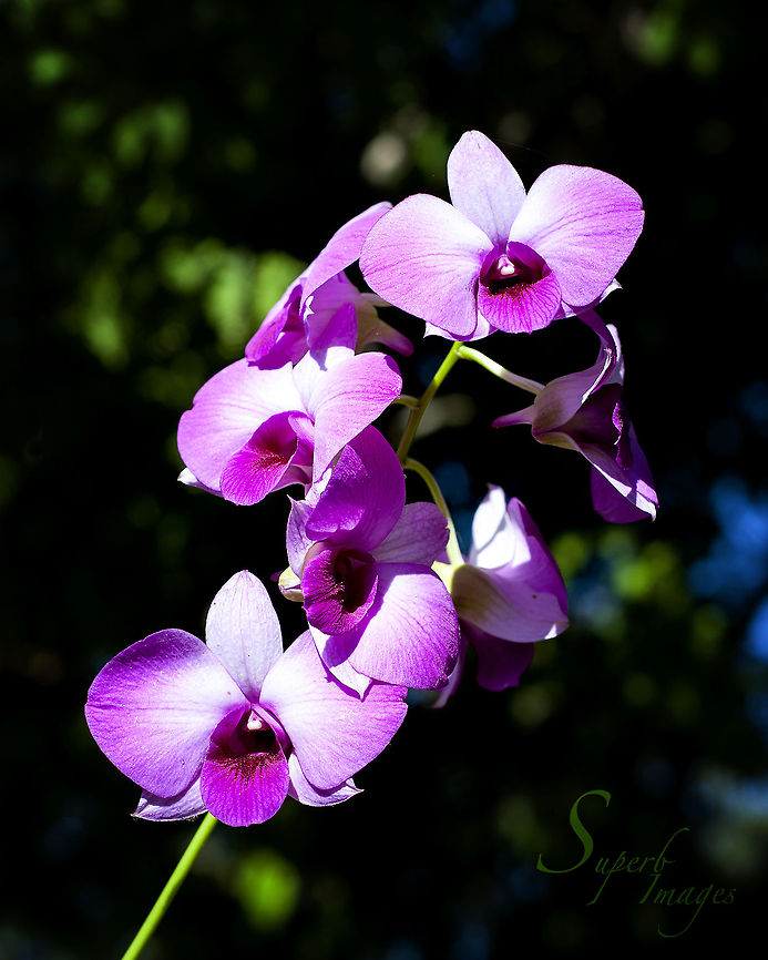 Cooktown Orchid The Cooktown Orchid (Vappodes phalaenopsis) is the floral emblem for the state of Queensland and grows in the tropical north of the state.<br />
<br />
Nikon D700<br />
Nikkor 50mm f1.8 Cooktown Orchid,Dendrobium bigibbum,australia,cooktown orchid,flora,flowers,orchid,queensland