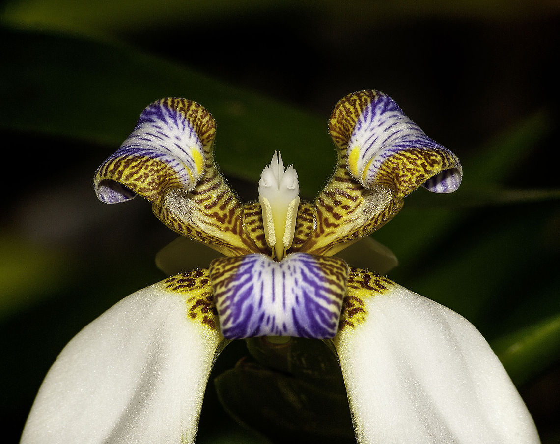 Walking Iris Neomarica gracilis is one of the great joys of spring. It is one of the first flowers out and each flower only lasts a day. Neomarica gracilis,iris,superb
