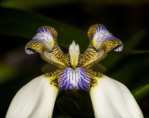 Walking Iris Neomarica gracilis is one of the great joys of spring. It is one of the first flowers out and each flower only lasts a day. Neomarica gracilis,iris,superb