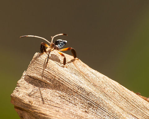 Unknown Bug This tiny fella, turned up out of the blue as I worked in the garden. I had never seen a bug like this before, and neither had any of the people I've asked (none of them being etymologists). Any assistance would be great. The Abdomen is a deep, dark blue with bright flecks. It is only small, barely bigger than a man's fingernail.

Nikon D700 Australia,Geotagged,bug,insect,macro,unknown