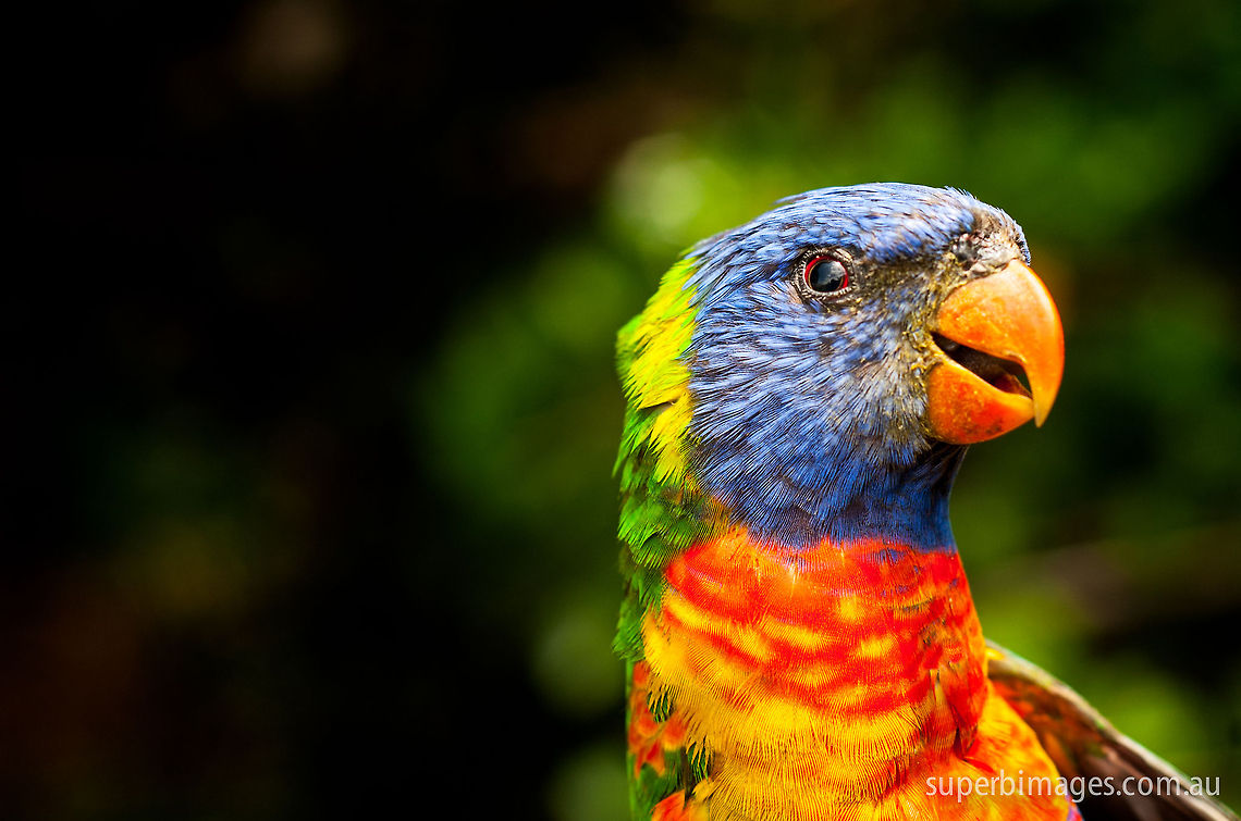 Rainbow Lorikeet One of the more charismatic members of Australia's bird life, the Rainbow Lorikeet, who goes by many pseudonyms, is a colourful reminder that spring has sprung in Central Queensland. They can be seen almost anywhere, either feeding from, or flying between tropical flowering trees. One of their favourites is the Schotia (Schotia brachypetala), whose flowers allow nectar to ferment. The result - a rabble of drunk parrots, all over the ground with wobbly boots, or in flight with wobbly wings! Rainbow Lorikeet,Rainbow lorikeet,Trichoglossus haematodus,Trichoglossus moluccanus,australia,birds