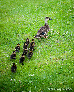 Mother Duck A proud Pacific Black Duck (Anas superciliosa) mother, parading her latest clutch in Foxton, New Zealand. Foxton is situated on the Southern West coast of New Zealand's North Island, at the mouth of the mighty Manawatu River.

Nikon D700
Nikkor 24-70mm f2.8 Anas superciliosa,Geotagged,New Zealand,Pacific Black Duck,bird,black duck,duck,manawatu,new zealand,north island