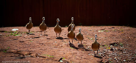 Plumed Whistling Ducks A flush of Plumed Whistling Ducks (Dendrocygna eytoni) hone in on visitors at a local wildlife sanctuary. Australia,Dendrocygna eytoni,Plumed Whistling Duck,birds,ducks,flush,whistling