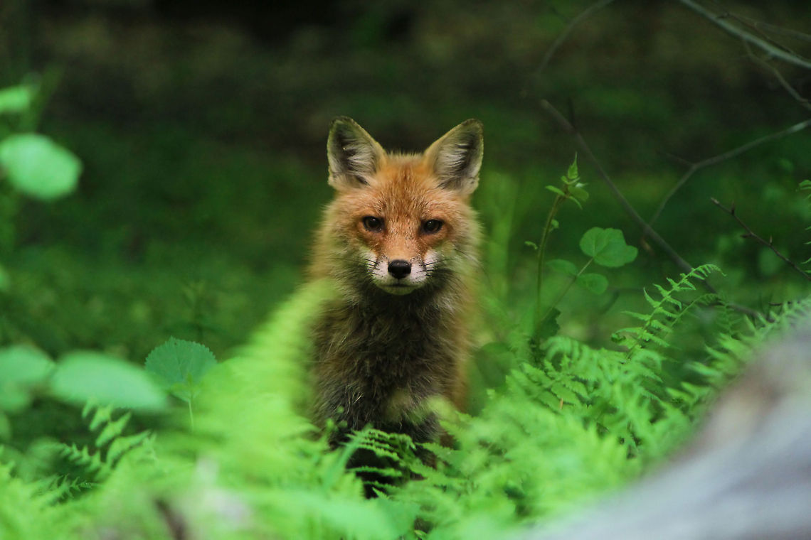 Curiosity Possibly the longest photography project I've ever attempted. I managed to track multiple sets of fox prints back to a den during the winter, and spent months waiting for something to show. Unfortunately the den flooded after a period of nonstop rain we had, and I assumed that family had moved out. Finally got a glimpse of a grey fox around two weeks ago trying to re-dig a new den in the same location, and then saw one again during the following week. Managed to get this shot of a red fox by smearing myself in mud/dirt/deer scat, curling up into a little ball, and then making rabbit distress calls in the general area of the den.   Geotagged,Red Fox,United States,Vulpes vulpes