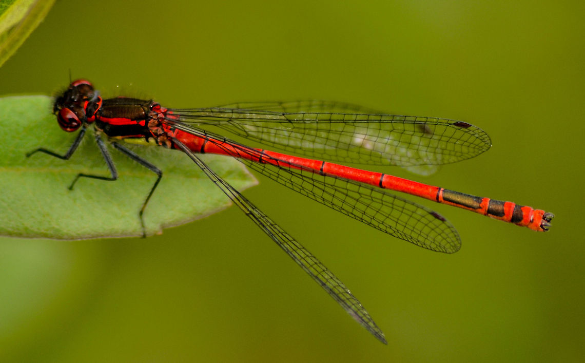 Large Red Damselfly Large Red Damselfly shot near Krokatj&oslash;rna, Bergen, Norway. Animals,Bergen,Damselfly,Insects,Large Red Damselfly,Natural World,Nature,Norway,Pyrrhosoma nymphula,Zoology