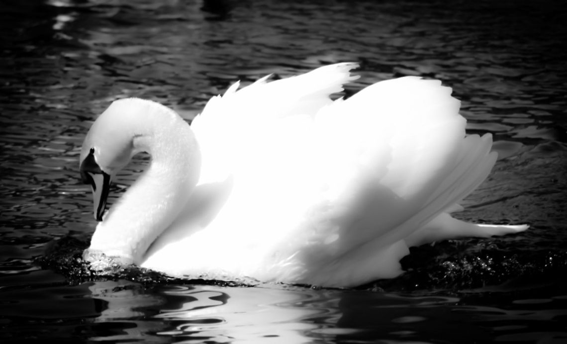 The_Dreaming Dream-like Mute Swan taken at Tveitevatnet, Bergen, Norway B&W,Bergen,Birds,Cygnus olor,Geotagged,Lake,Mute Swan,Norway,Swan,monochrome