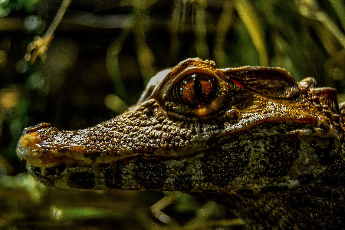 The Look Dwarf Caiman looking right at you, Bergen, Norway Animals,Bergen,Bergen Aquarium,Caiman,Crocodilians,Cuviers dwarf caiman,Dwarf Caiman,Nature,Norway,Paleosuchus palpebrosus,Reptiles,South America