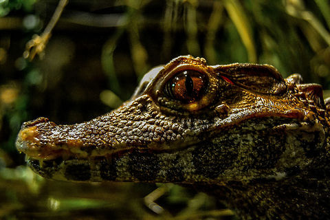 The Look Dwarf Caiman looking right at you, Bergen, Norway Animals,Bergen,Bergen Aquarium,Caiman,Crocodilians,Cuviers dwarf caiman,Dwarf Caiman,Nature,Norway,Paleosuchus palpebrosus,Reptiles,South America