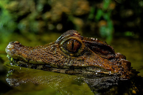 Caiman reflections A dwarf Caiman from Bergen Aquarium, Norway Animals,Bergen Aquarium,Caiman,Nature,Norway,Reptiles,South America