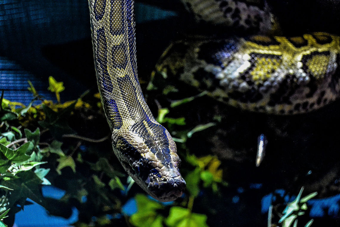 Retic Reticulated Python from Bergen Aquarium, Norway Animals,Bergen,Nature,Norway,Python reticulatus,Reptiles,Reticulated python,Snake