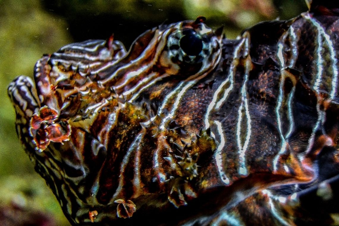 Lion Close-up of a Lion Fish, Bergen Aquarium, Norway Animals,Bergen,Bergen Aquarium,Fish,Lion Fish,Marine,Nature,Norway,Pterois volitans,Red lionfish