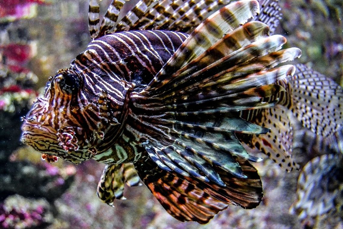 Lion Fish Lion Fish from Bergen Aquarium, Bergen , Norway Animals,Bergen,Bergen Aquarium,Fish,Lion Fish,Marine,Norway,Pterois volitans,Red lionfish,Tropical