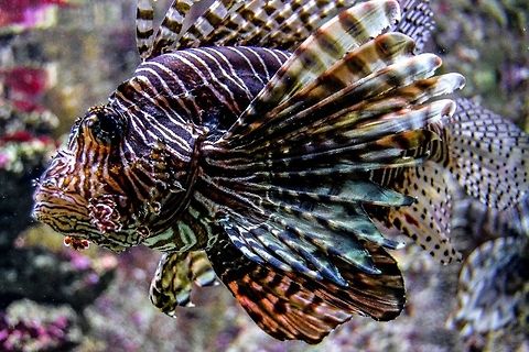 Lion Fish Lion Fish from Bergen Aquarium, Bergen , Norway Animals,Bergen,Bergen Aquarium,Fish,Lion Fish,Marine,Norway,Pterois volitans,Red lionfish,Tropical