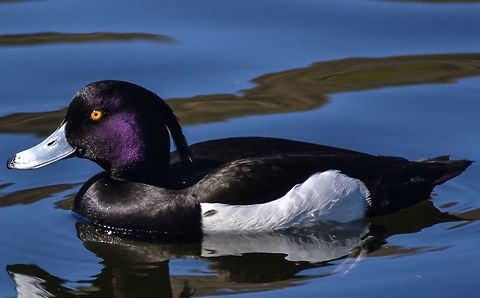 Tuftie Tufted Duck from Tveitevatnet, Bergen, Norway, May 2014. Aythya fuligula,Bergen,Birds,Duck,Geotagged,Norway,Tufted Duck
