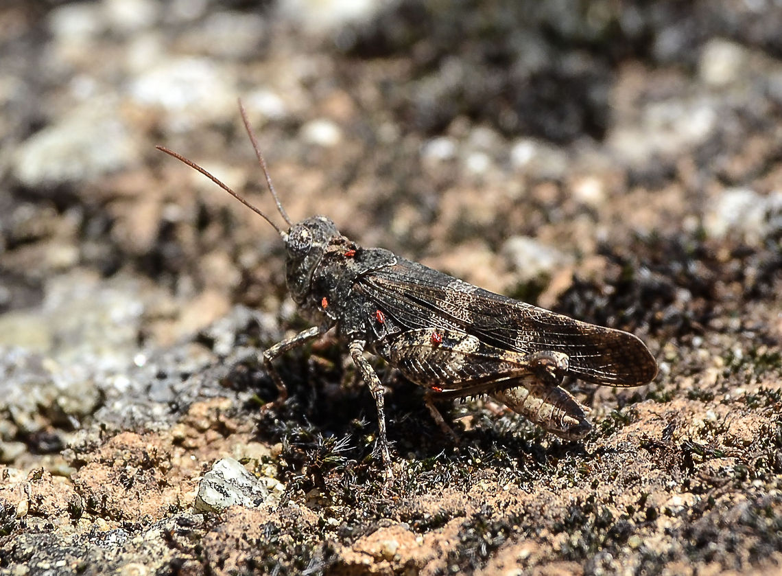 Grasshopper Grasshopper spotted (but only just) in Kalambaka, Greece, August 2013 Geotagged,Grasshopper,Greece,Insect,Kalambaka,Orthoptera