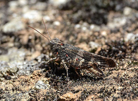 Grasshopper Grasshopper spotted (but only just) in Kalambaka, Greece, August 2013 Geotagged,Grasshopper,Greece,Insect,Kalambaka,Orthoptera