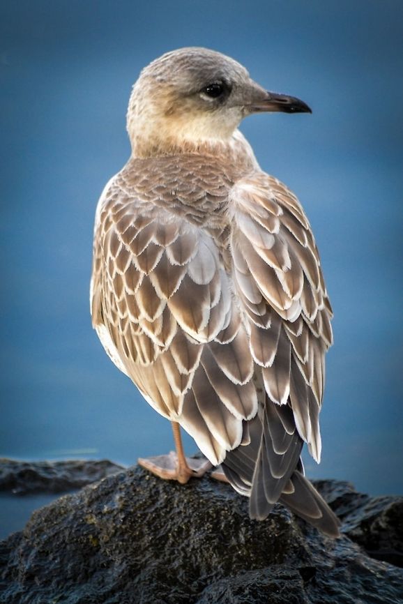 Juvenile Herring Gull Juvenile Herring Gull taken at Tveitevatnet, Bergen, Norway, September 2014. Bergen,Birds,European Herring Gull,Geotagged,Gull,Herring Gull,Juvenile Gull,Larus argentatus,Norway