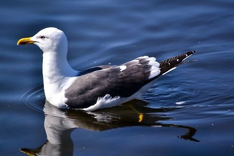 Herring Gull An adult Herring Gull at Tveitevatnet, Bergen, Norway 2014. Animals,Bergen,Birds,European Herring Gull,Gull,Herring Gull,Larus argentatus,Nature,Norway,Wildlife