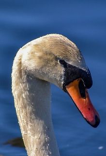 Mute Swan A Mute Swan (Cygnus Olor) at Tveitevatnet, Bergen, Norway, May 2014. Animals,Bergen,Birds,Cygnus olor,Mute Swan,Nature,Norway,Swan,Wildlife