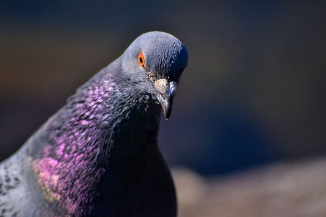 Pigeon A Feral Rock Pigeon (Columba Livia Domestica) from Bergen, Norway, May 2014. Animals,Bergen,Birds,Columba livia,Feral Rock Pigeon,Geotagged,Norway,Pigeon,Rock Dove,Wildlife