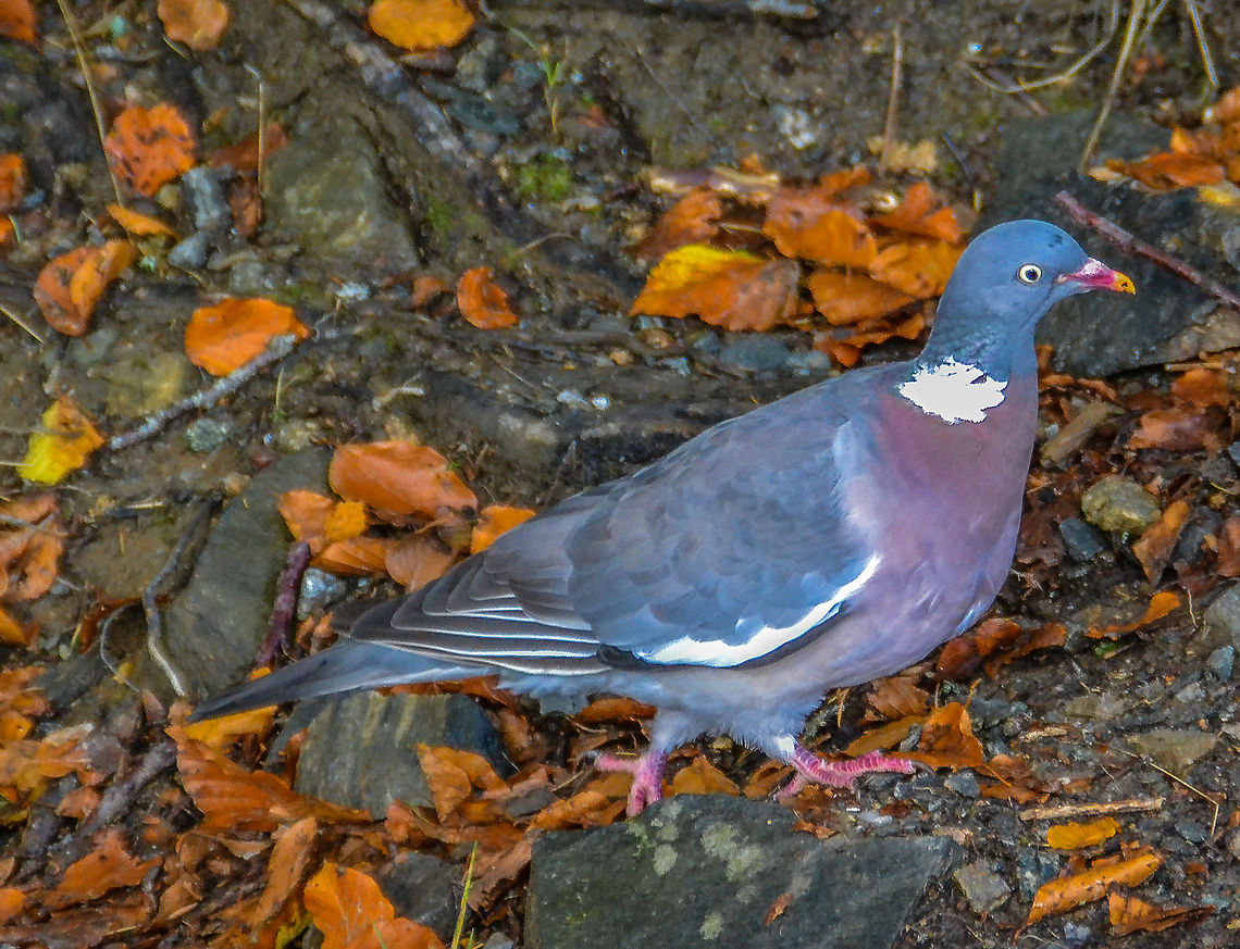 Woodie A Wood Pigeon (Columba Palumbus) on the slopes of Mount Fl&oslash;yen, Bergen, Norway, September 2014. Animals,Bergen,Birds,Columba palumbus,Common Wood Pigeon,Geotagged,Nature,Norway,Wildlife,Wood Pigeon,pigeon