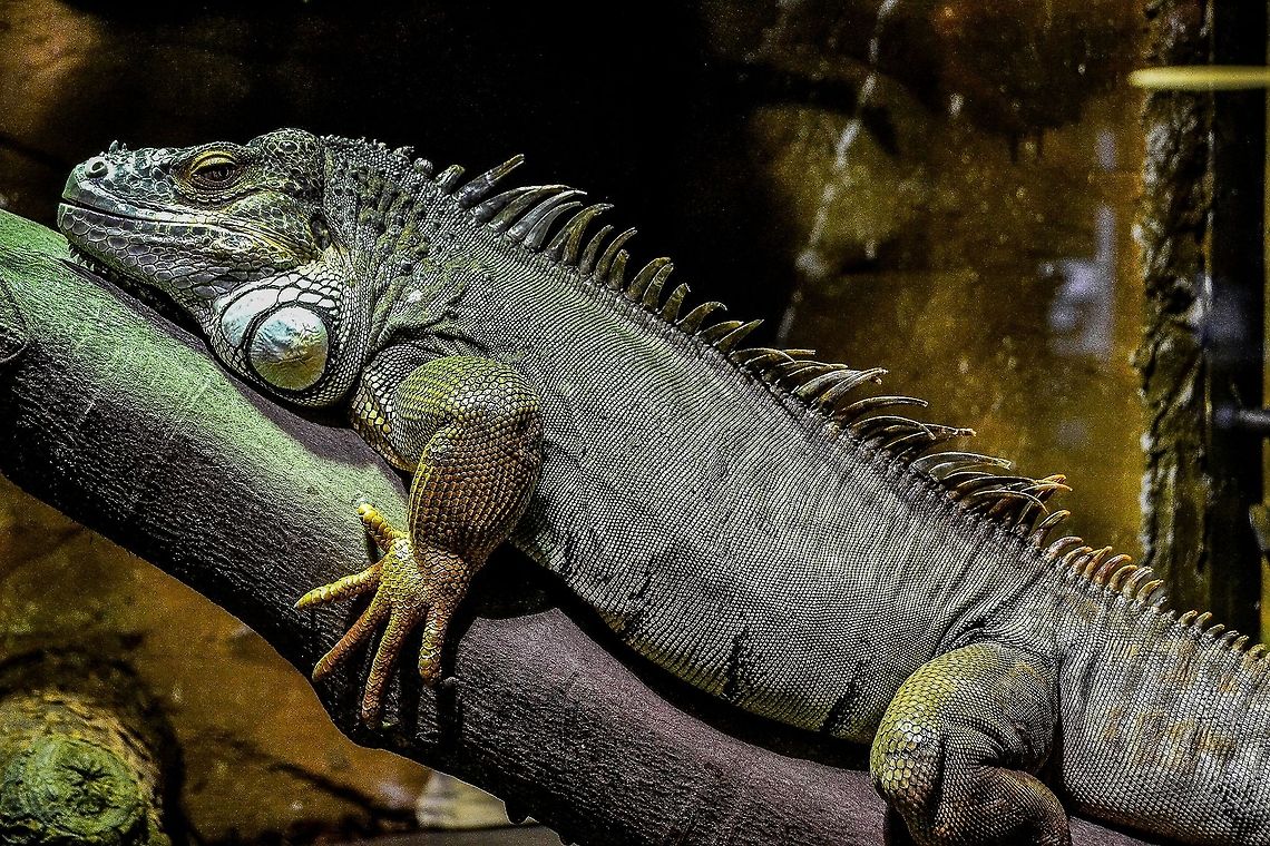 Iggy A Green Iguana from Bergen aquarium, Bergen, Norway, November 2013. Animals,Aquarium,Bergen,Green Iguana,Green iguana,Iguana,Iguana iguana,Lizard,Nature,Norway,Reptile