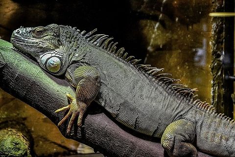 Iggy A Green Iguana from Bergen aquarium, Bergen, Norway, November 2013. Animals,Aquarium,Bergen,Green Iguana,Green iguana,Iguana,Iguana iguana,Lizard,Nature,Norway,Reptile