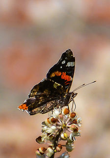 Poised A Red Admiral perched perfectly atop a flower at Culzean Castle, Scotland, September 2014. Red Admiral,Vanessa atalanta