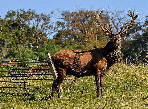 Stag Red Deer stag - taken near Culzean Castle, Scotland, September 2014. Ayrshire,Cervus elaphus,Culzean Castle,Geotagged,Nature,Red Deer,Red deer,Scotland,Stag,United Kingdom,Wildlife