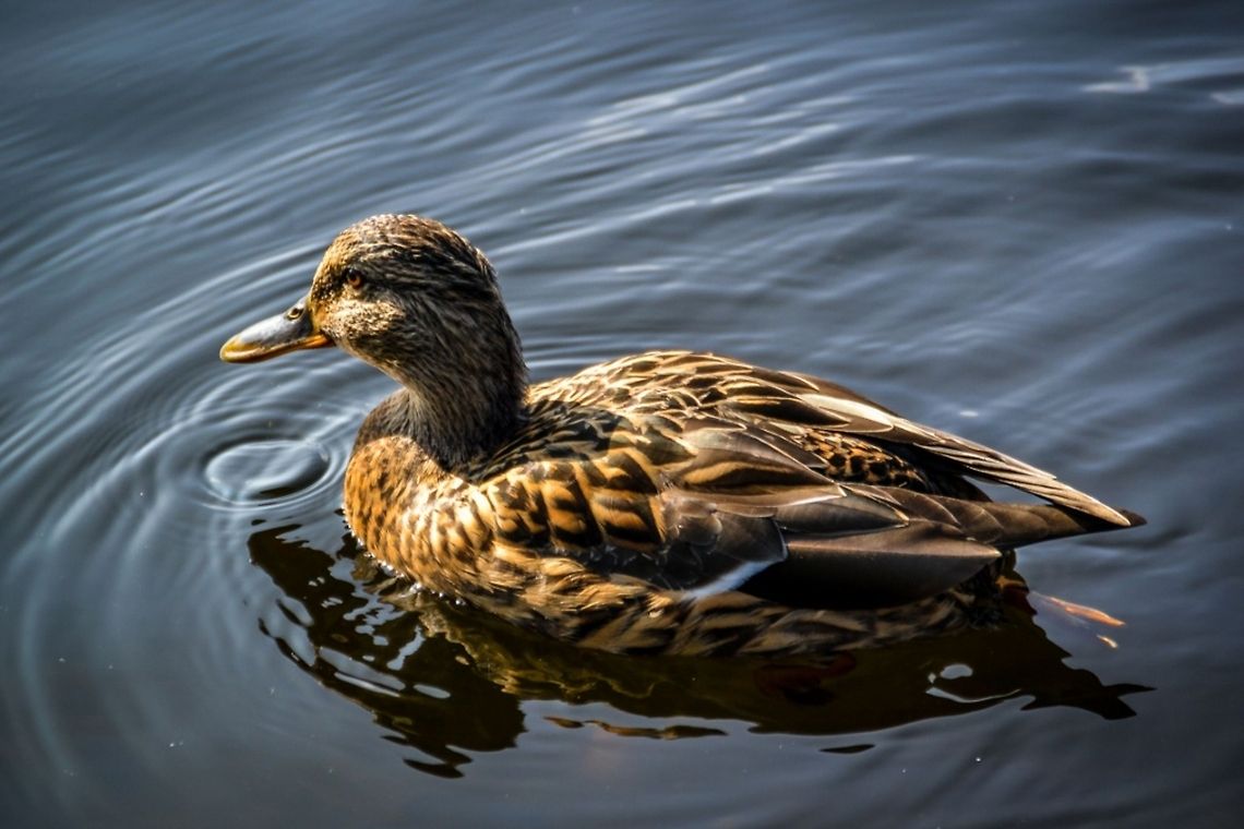 Mallard A Mallard taken on a sunny day at Tveitevatnet, Bergen, Norway, September 2014. Bergen,Birds,Duck,Mallard,Nature,Norway,Wildlife