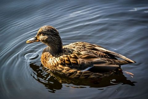 Mallard A Mallard taken on a sunny day at Tveitevatnet, Bergen, Norway, September 2014. Bergen,Birds,Duck,Mallard,Nature,Norway,Wildlife
