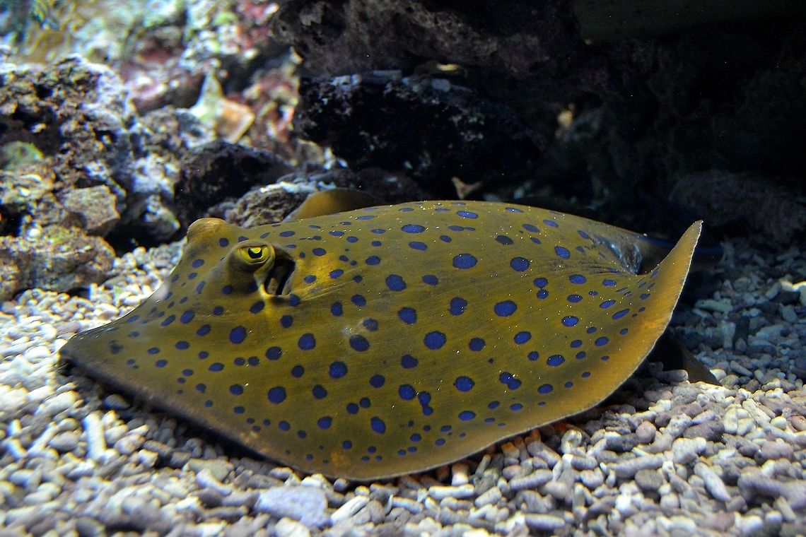 Blue Spotted Ribbontail Ray Blue Spotted Ribbontail Stingray taken at Bergen Aquarium, Norway, November 2013. Aquarium,Bergen,Fish,Norway,Ray,Stingray