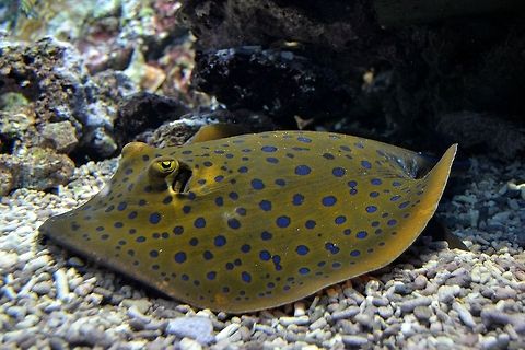 Blue Spotted Ribbontail Ray Blue Spotted Ribbontail Stingray taken at Bergen Aquarium, Norway, November 2013. Aquarium,Bergen,Fish,Norway,Ray,Stingray