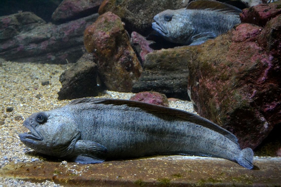 Wolffish Wolffish taken at Bergen Aquarium, Norway, November 2013. Anarhichas lupus,Aquarium,Atlantic wolffish,Bergen,Fish,Marine,Norway,Wolffish
