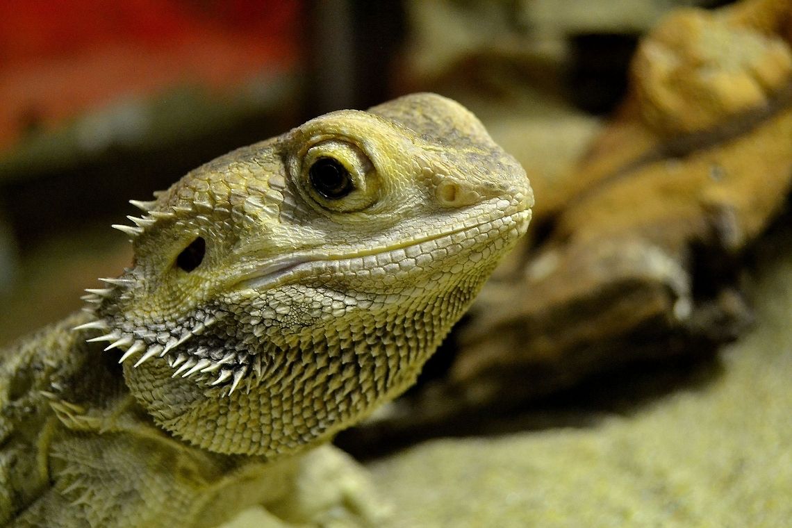 Beardie Central (Inland) Bearded Dragon from Australia, taken at Bergen Aquarium, Norway, November 2013. Agamid,Aquarium,Australia,Bergen,Dragon,Lizard,Reptile