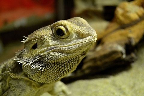 Beardie Central (Inland) Bearded Dragon from Australia, taken at Bergen Aquarium, Norway, November 2013. Agamid,Aquarium,Australia,Bergen,Dragon,Lizard,Reptile