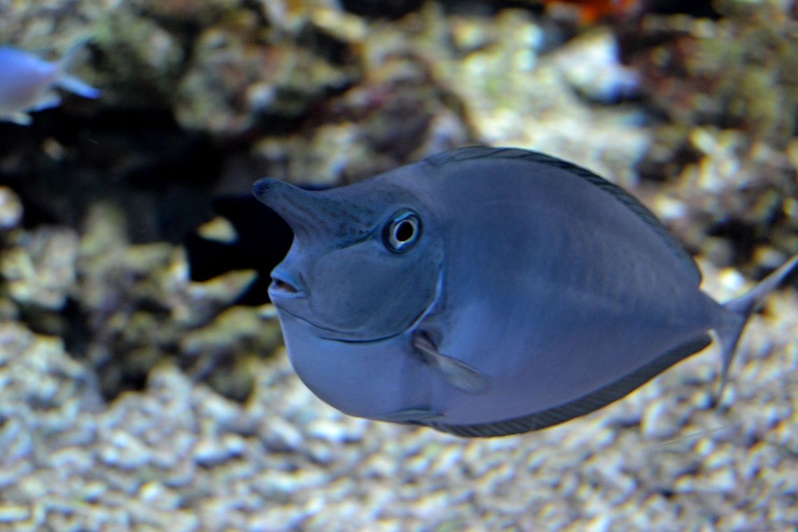 Spotted Unicornfish Spotted Unicornfish (Naso Brevirostris) taken at Bergen Aquarium, Norway, November 2013. Aquarium,Bergen,Fish,Indian Ocean,Norway,Pacific Ocean,Spotted Unicornfish,Unicorn